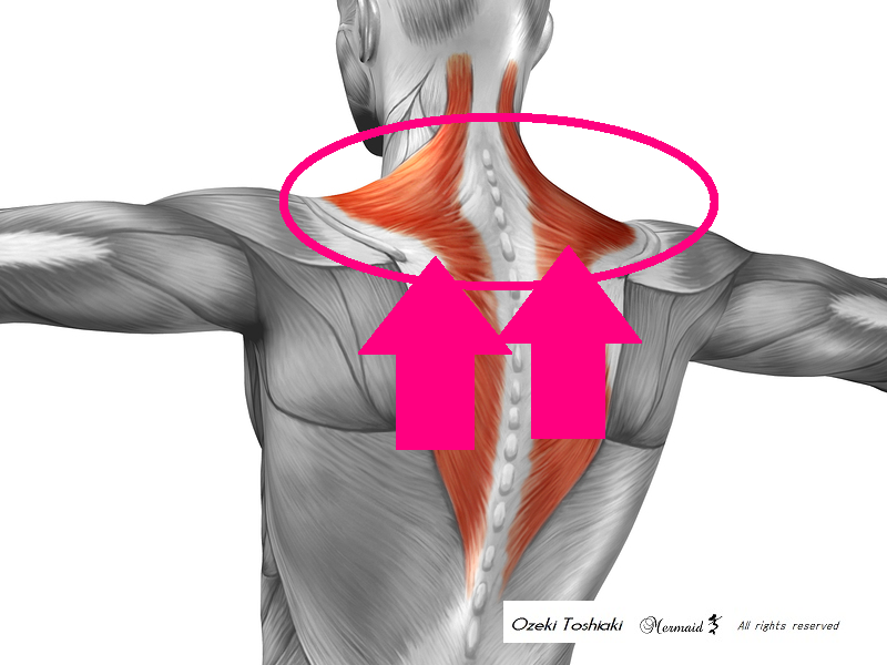 僧帽筋　Trapezius muscle｜サーフィントレーニング